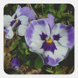 Sticker Carré Floral Purple and White Pansies
