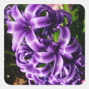 Sticker Carré Flore de printemps Blue Hyacinth II