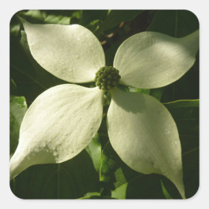 Sticker Carré Flore printanière du Dogwood illuminé