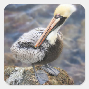 Sticker Carré Floride Pélican Brown debout sur Jetty Rock