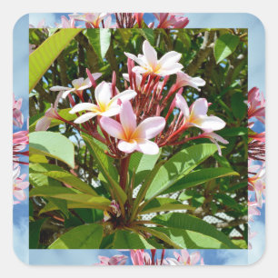 Sticker Carré Flowering Pink Frangipani Tree