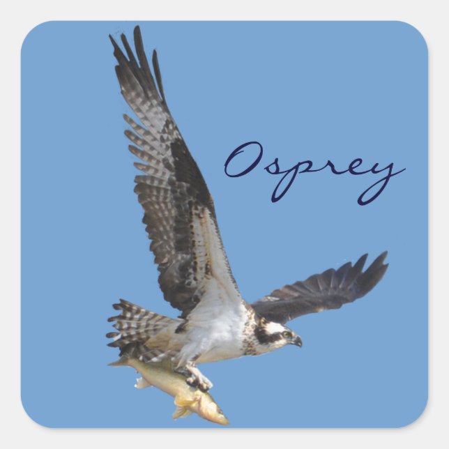 Sticker Carré Flying Osprey & Fish Wildlife Photography (Devant)
