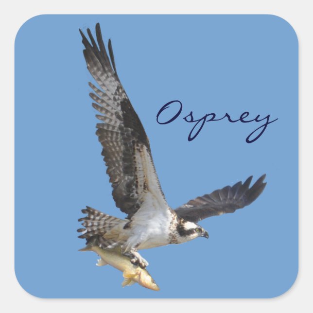 Sticker Carré Flying Osprey & Fish Wildlife Photography (Devant)