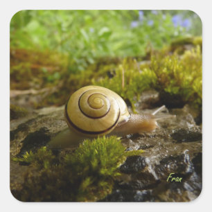 Sticker Carré foin pour la journée de l'escargot !