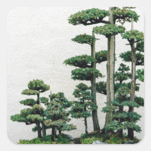 Sticker Carré Forêt de bonsaïs de genévrier