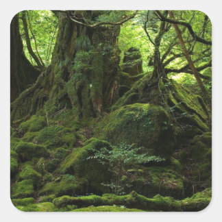 Sticker Carré Forêt de la Mousse