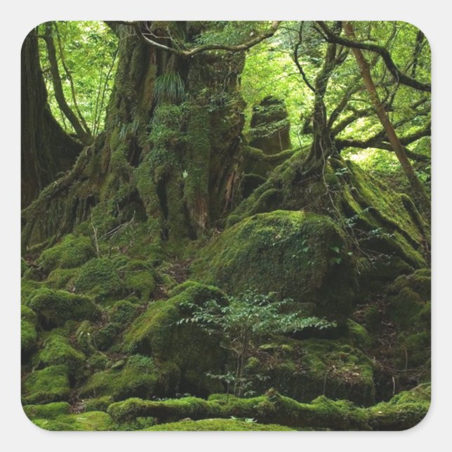 Sticker Carré Forêt de la Mousse (Devant)