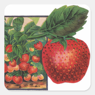 Sticker Carré Fraises anciennes, plants de fraises dans une ferm