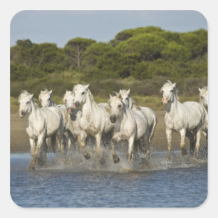 Sticker Carré France, Camargue. Chevaux traversent l'estuaire 3
