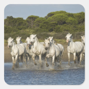 Sticker Carré France, Camargue. Les chevaux courent à travers l'