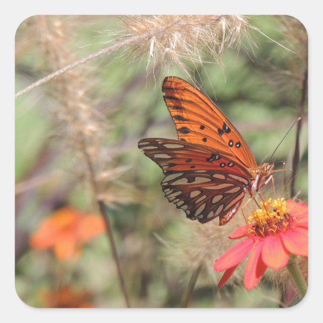 Sticker Carré Fritillaire du Golfe sur Zinnia (Devant)