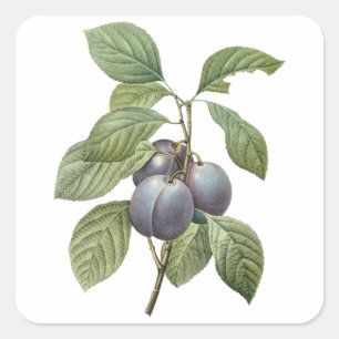 Sticker Carré Fruits alimentaires anciens, prunes de jardin viol