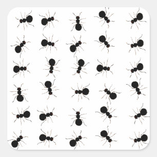 Sticker Carré Fun Black Ant Bug