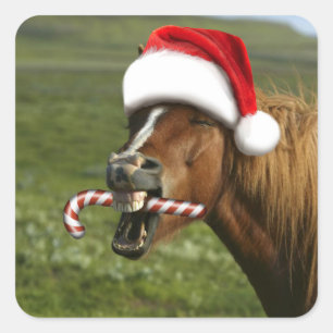 Sticker Carré Funny Christmas horse with Santa a smiling