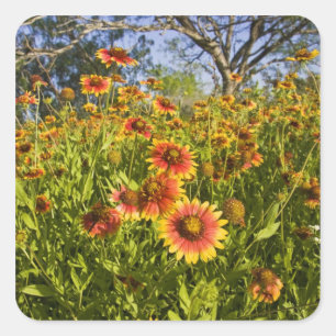 Sticker Carré Gaillardia pulchella) fleurs sauvages
