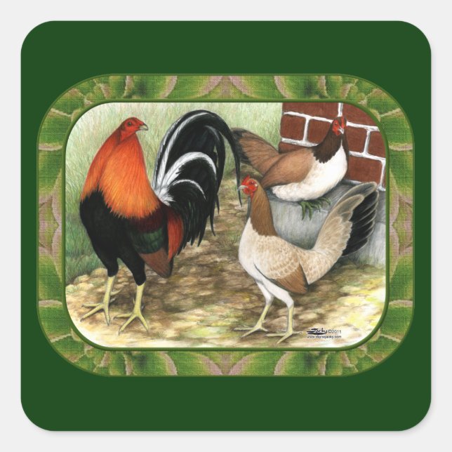 Sticker Carré Gamefowl à la ferme (Devant)