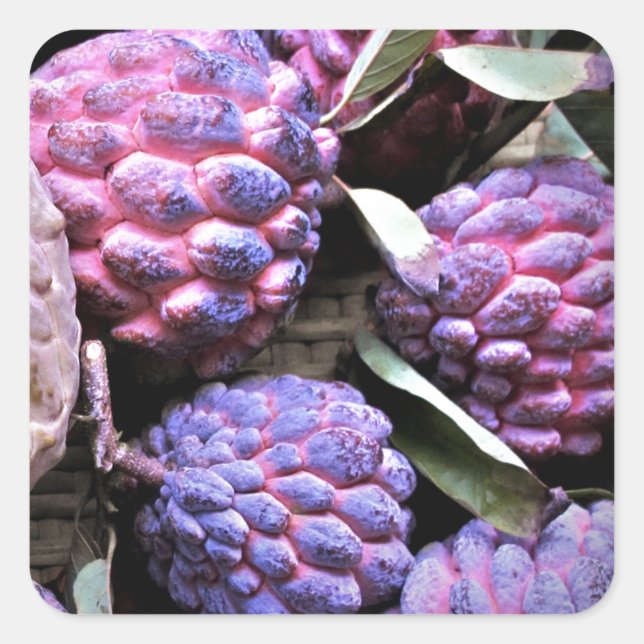 Sticker Carré Garder Apple Cherimoya (Devant)