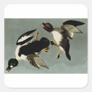 Sticker Carré Garrot commun canard de mer 