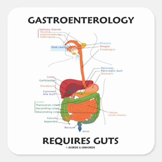 Sticker Carré Gastroentérologie Nécessite Des Guts (Système Dige (Devant)