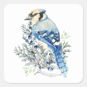 Sticker Carré Geai bleu dans l'arbuste de myrtille Art d'oiseau 