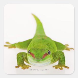 Sticker Carré Gecko de jour du Madagascar (madagascariensis de