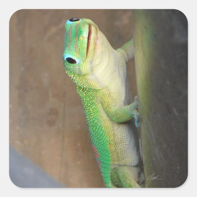 Sticker Carré Gecko Jour Poussière Or (Devant)