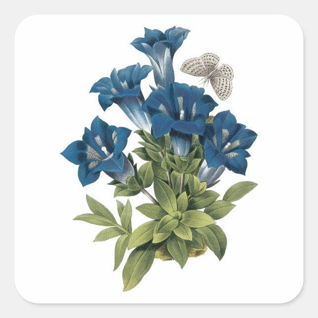 Sticker Carré gentian(Gentianae acaulis) par Redouté (Devant)