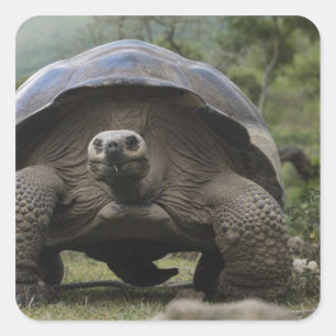 Sticker Carré Geochelone de tortues géantes de Galapagos