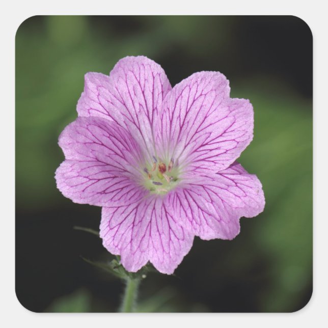 Sticker Carré Geranium Endressii (Devant)