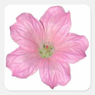 Sticker Carré Géranium rose