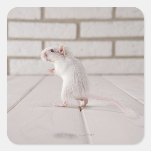 Sticker Carré Gerbil debout (Devant)