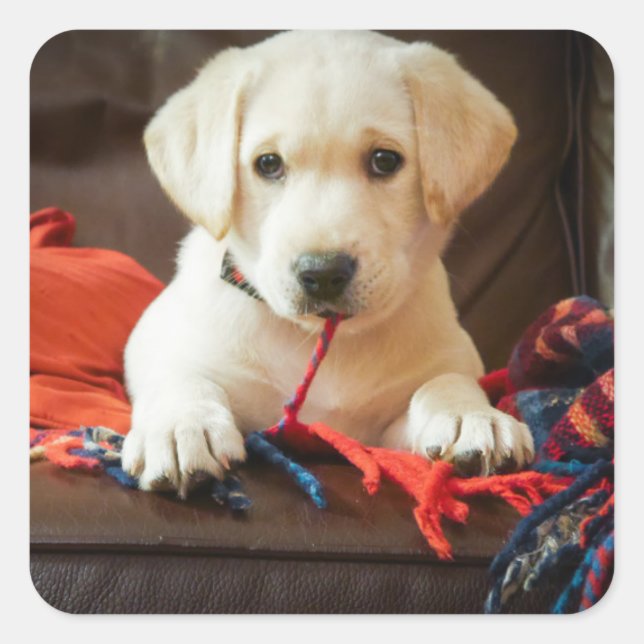 Sticker Carré Getty Images | Puppy On A Sofa (Devant)