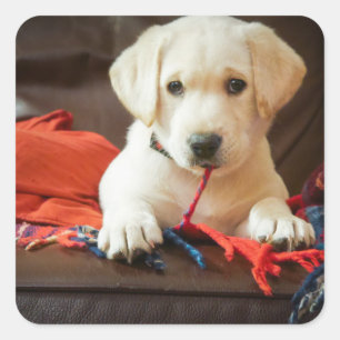 Sticker Carré Getty Images Puppy On A Sofa