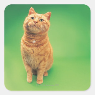 Sticker Carré Ginger cat assis, regardant vers le haut