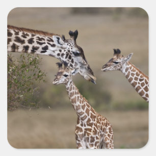 Sticker Carré Girafe maasaï (Giraffa tippelskirchi)