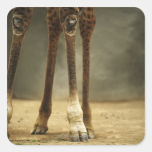 Sticker Carré girafe masaï, vue sur les jambes, Giraffa