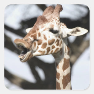 Sticker Carré Girafe réticulée, San Francisco