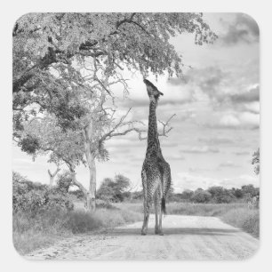 Sticker Carré Girafe sur la route