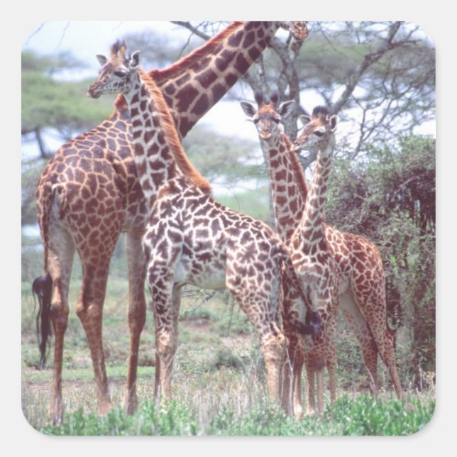 Sticker Carré Giraffa Group ou Herd avec Young, Giraffa (Devant)