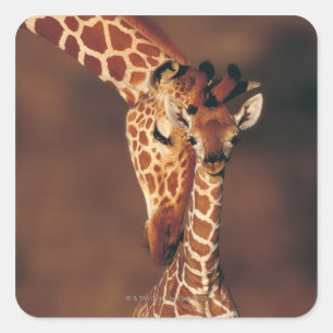 Sticker Carré Giraffe adulte avec veau (Giraffa camelopardalis)