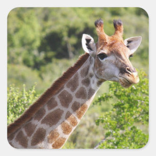 Sticker Carré Giraffe adulte visage et cou