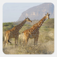 Giraffe somalienne, Giraffe réticulée, Giraffa
