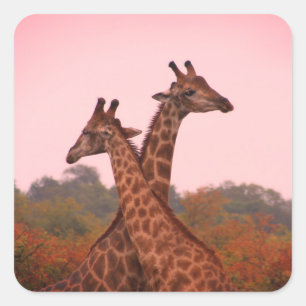 Sticker Carré Giraffes