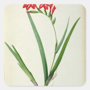 Sticker Carré Gladiolus Cardinalis, de "Les Liliacées", 1805