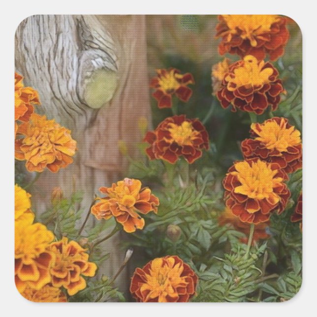 Sticker Carré Glorieux Marigolds (Devant)