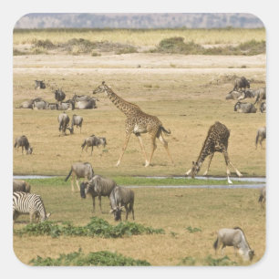 Sticker Carré Gnous, Zèbres et Girafes