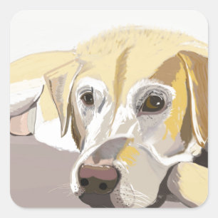 Sticker Carré Golden Labrador