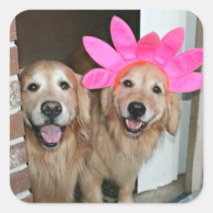 Sticker Carré Golden retriever avec le bandeau rose de fleur