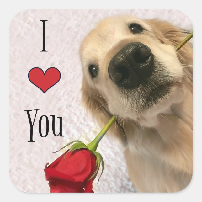 Sticker Carré Golden Retriever Chien Avec Rose Rouge Je T'Aime (Devant)