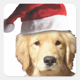 Sticker Carré Golden Retriever de Noël
